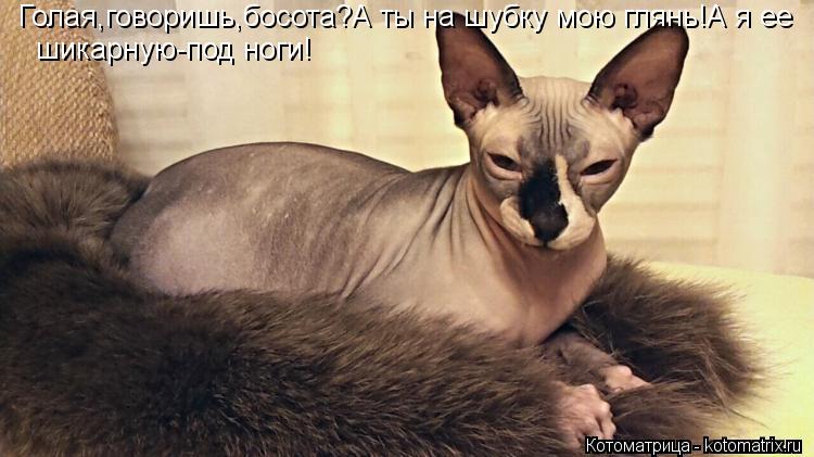 Голая,говоришь,босота?А ты на шубку мою глянь!А я ее шикарную-под ноги!... Котоматрица: Голая,говоришь,босота?А ты на шубку мою глянь!А я ее шикарную-под ноги!