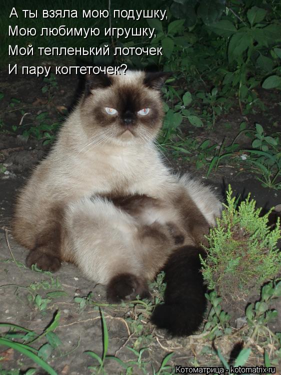А ты взяла мою подушку, Мою любимую игрушку, Мой тепленький лоточек И пару когтеточек?... Котоматрица: А ты взяла мою подушку, Мою любимую игрушку, Мой тепленький лоточек И пару когтеточек?