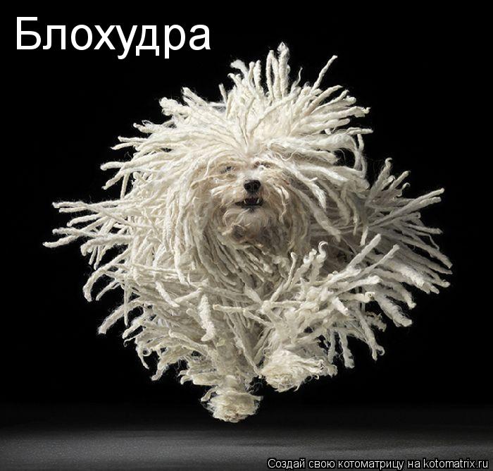 Блохудра... Котоматрица: Блохудра