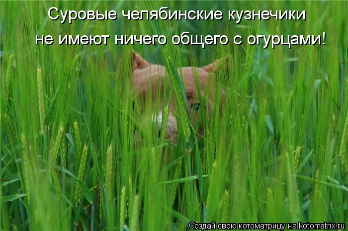 Суровые челябинские кузнечики не имеют ничего общего с огурцами!... Котоматрица: Суровые челябинские кузнечики не имеют ничего общего с огурцами!