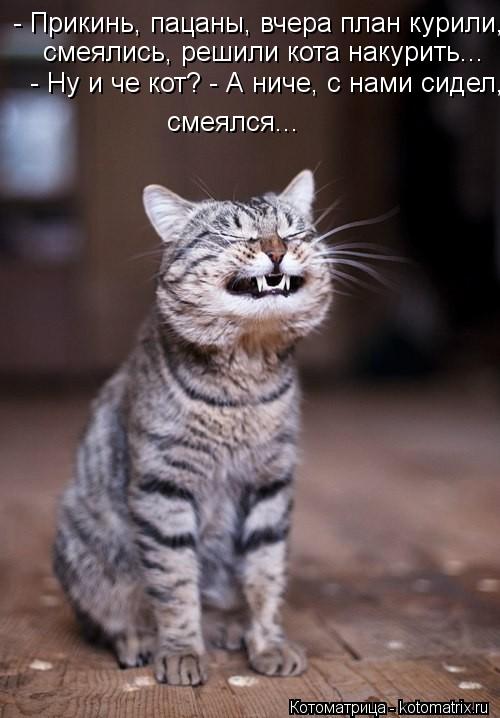 - Прикинь, пацаны, вчера план курили, смеялись, решили кота накурить... смеялись, решили кота накури... Котоматрица: - Прикинь, пацаны, вчера план курили, смеялись, решили кота накурить... смеялись, решили кота накурить... - Ну и че кот? - А ниче, с нами сидел, см
