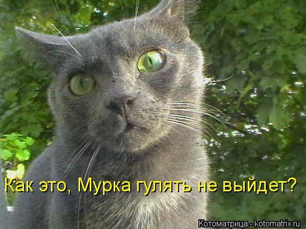 Как это, Мурка гулять не выйдет?... Котоматрица: Как это, Мурка гулять не выйдет?