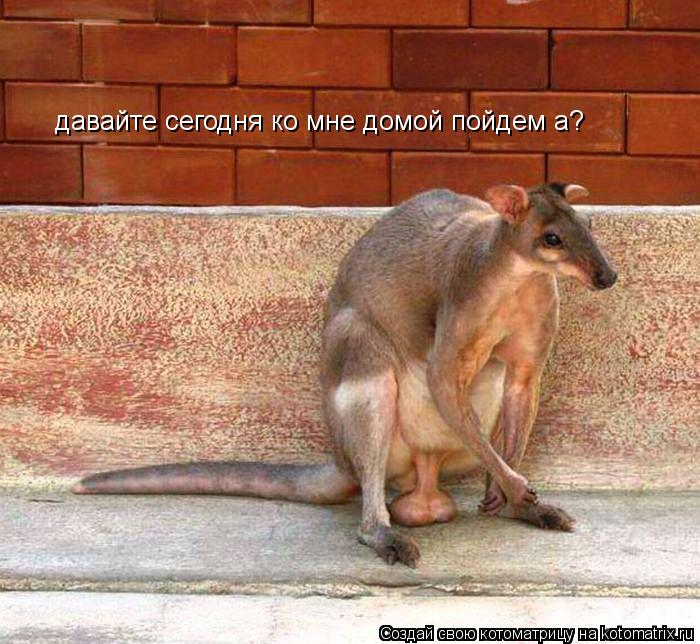 давайте сегодня ко мне домой пойдем а?... Котоматрица: давайте сегодня ко мне домой пойдем а?