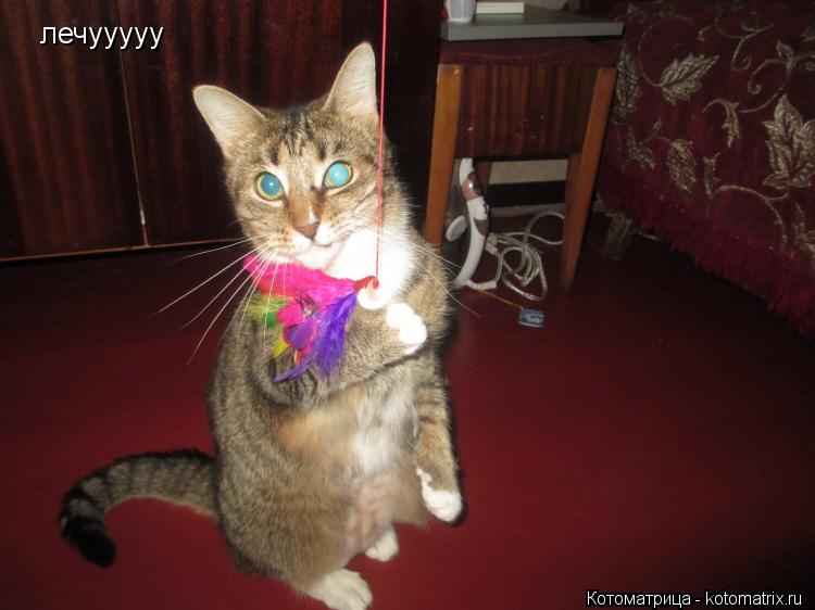 лечууууу... Котоматрица: лечууууу