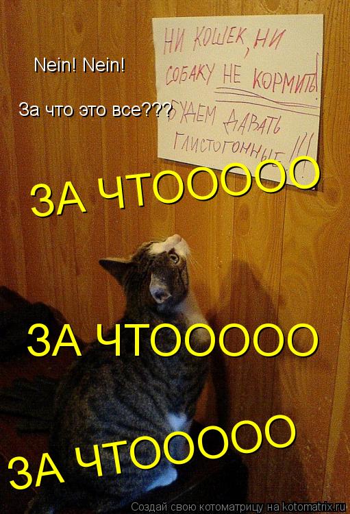 Nein! Nein! За что это все??? ЗА ЧТООООО ЗА ЧТООООО ЗА ЧТООООО... Котоматрица: Nein! Nein! За что это все??? ЗА ЧТООООО ЗА ЧТООООО ЗА ЧТООООО