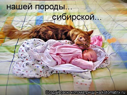 нашей породы... сибирской...... Котоматрица: нашей породы... сибирской...