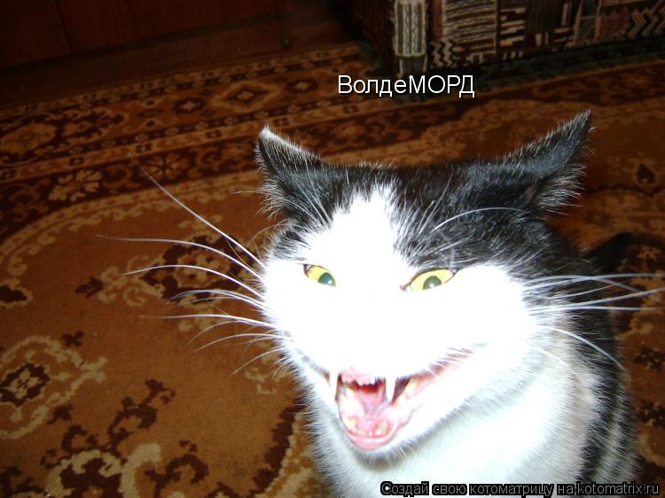 ВолдеМОРД... Котоматрица: ВолдеМОРД