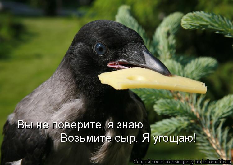 Котоматрица: Вы не поверите, я знаю. Возьмите сыр. Я угощаю!