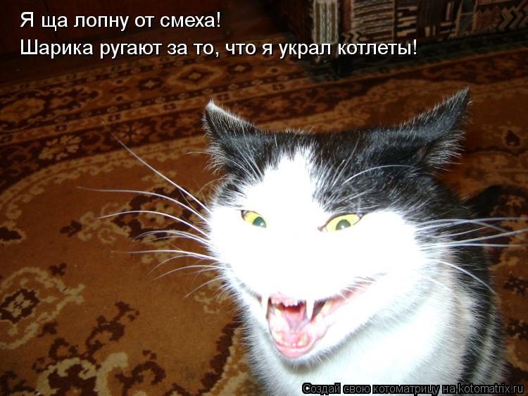 Я ща лопну от смеха! Шарика ругают за то, что я украл котлеты!... Котоматрица: Я ща лопну от смеха! Шарика ругают за то, что я украл котлеты!