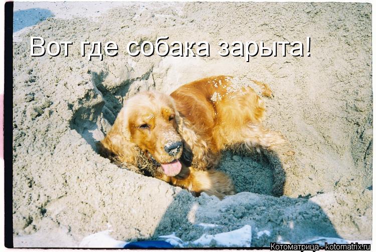 Вот где собака зарыта!... Котоматрица: Вот где собака зарыта!