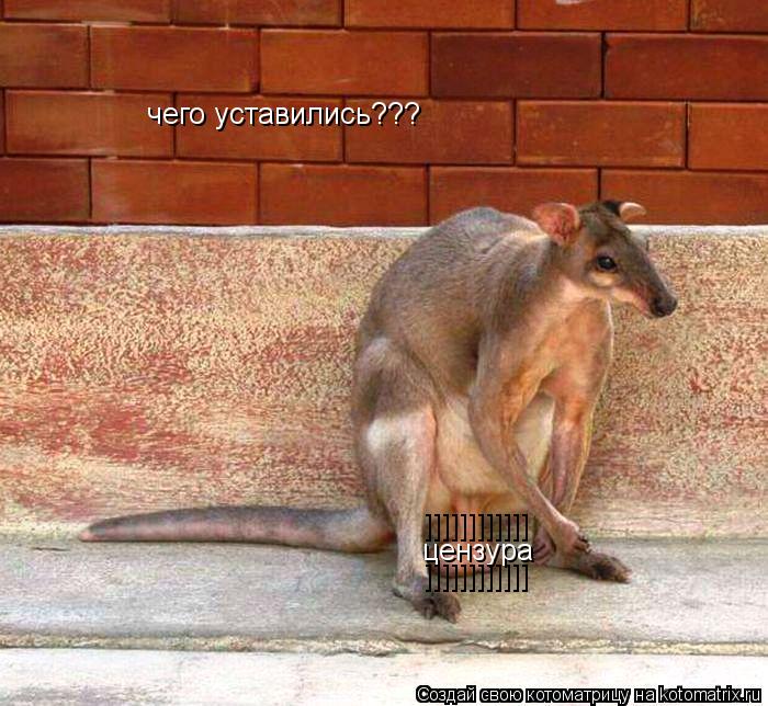 Котоматрица: цензура ]]]]]]]]]]]] ]]]]]]]]]]]] чего уставились???