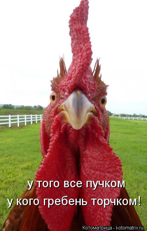 у того все пучком у кого гребень торчком!... Котоматрица: у того все пучком у кого гребень торчком!