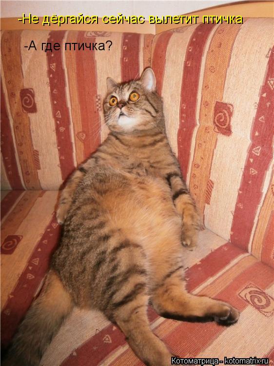 -Не дёргайся сейчас вылетит птичка -А где птичка?... Котоматрица: -Не дёргайся сейчас вылетит птичка -А где птичка?