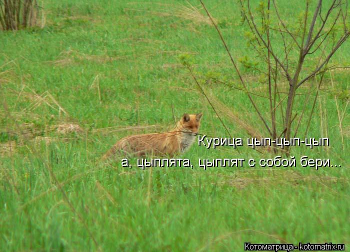 Курица цып-цып-цып а, цыплята, цыплят с собой бери...... Котоматрица: Курица цып-цып-цып а, цыплята, цыплят с собой бери...