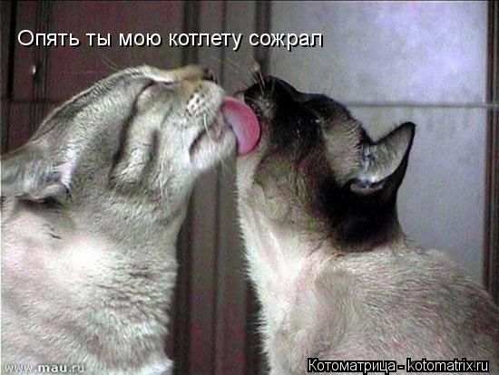 Опять ты мою котлету сожрал... Котоматрица: Опять ты мою котлету сожрал