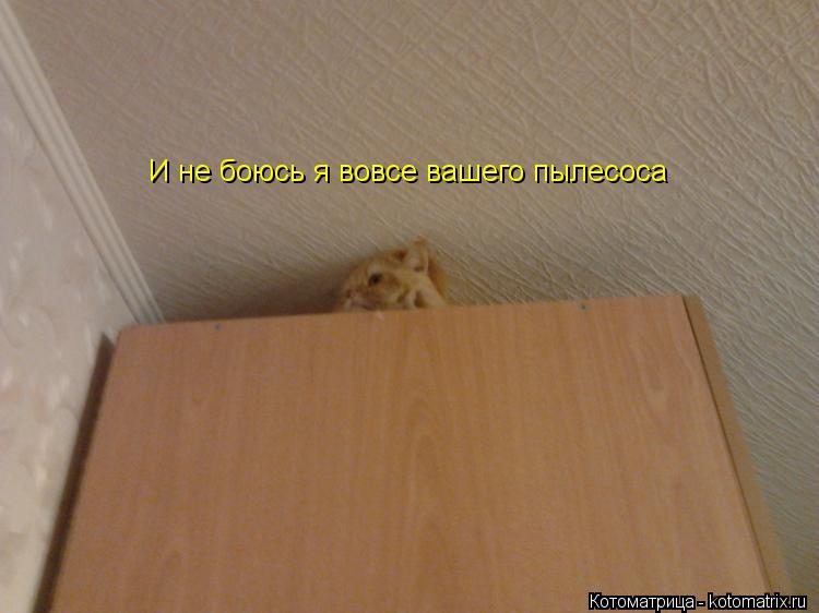 И не боюсь я вовсе вашего пылесоса... Котоматрица: И не боюсь я вовсе вашего пылесоса