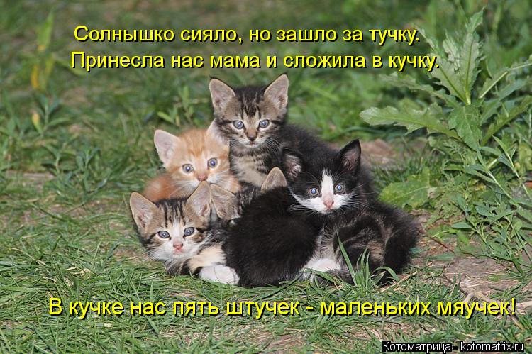Принесла нас мама и сложила в кучку. Солнышко сияло, но зашло за тучку. В кучке нас пять штучек - мал... Котоматрица: Принесла нас мама и сложила в кучку. Солнышко сияло, но зашло за тучку. В кучке нас пять штучек - маленьких мяучек!