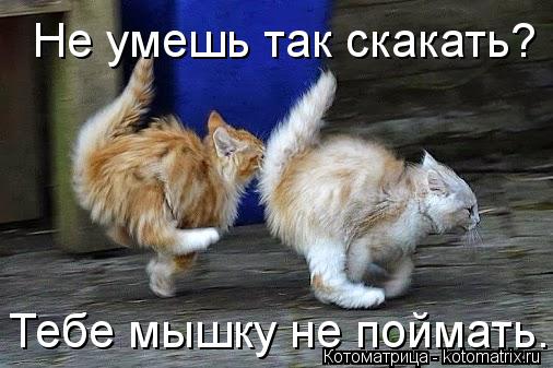 Не умешь так скакать? Тебе мышку не поймать.... Котоматрица: Не умешь так скакать? Тебе мышку не поймать.
