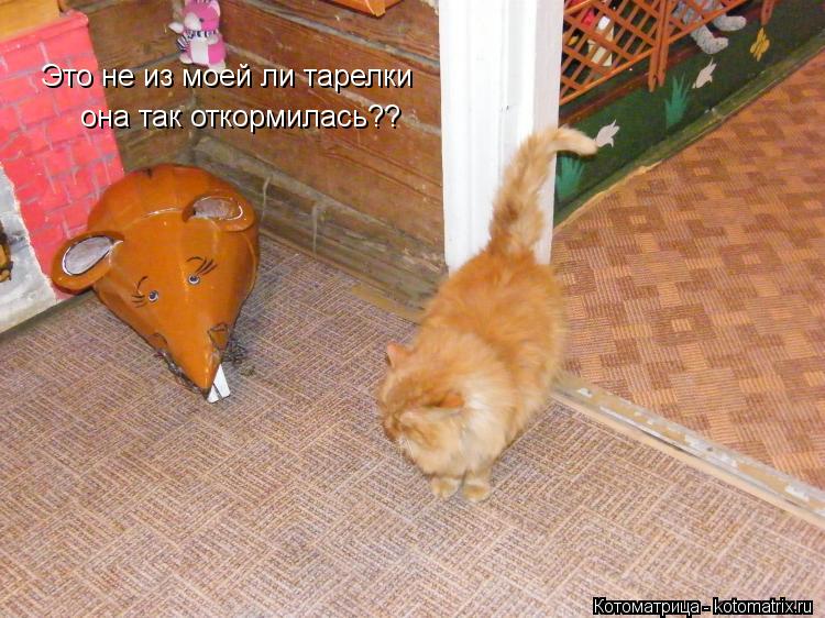 Это не из моей ли тарелки она так откормилась??... Котоматрица: Это не из моей ли тарелки она так откормилась??