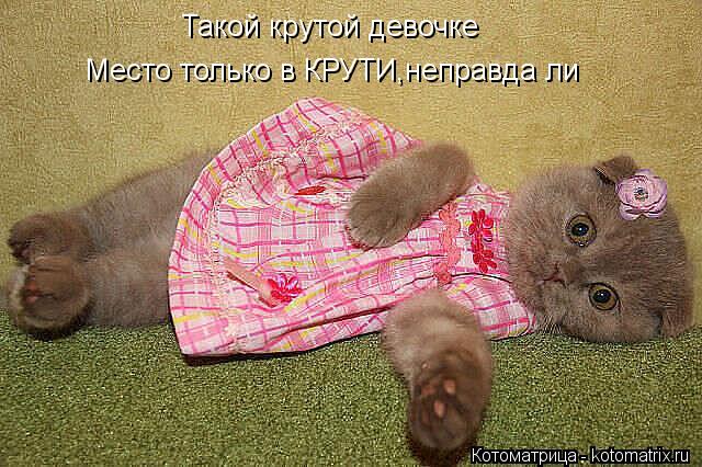Такой крутой девочке Место только в КРУТИ,неправда ли... Котоматрица: Такой крутой девочке Место только в КРУТИ,неправда ли
