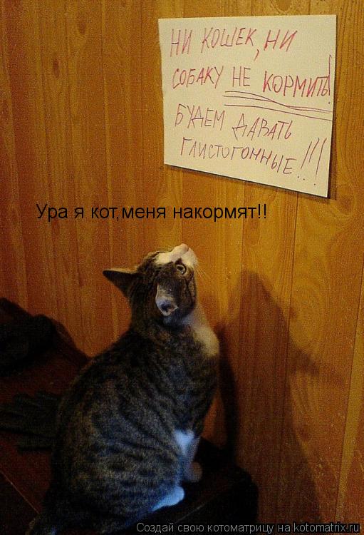 Ура я кот,меня накормят!!... Котоматрица: Ура я кот,меня накормят!!