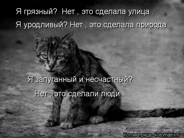 Я грязный? Нет , это сделала улица . Я уродливый? Нет , это сделала природа . Нет , это сделали люди... Котоматрица: Я грязный? Нет , это сделала улица . Я уродливый? Нет , это сделала природа . Нет , это сделали люди . Я запуганный и несчастный?