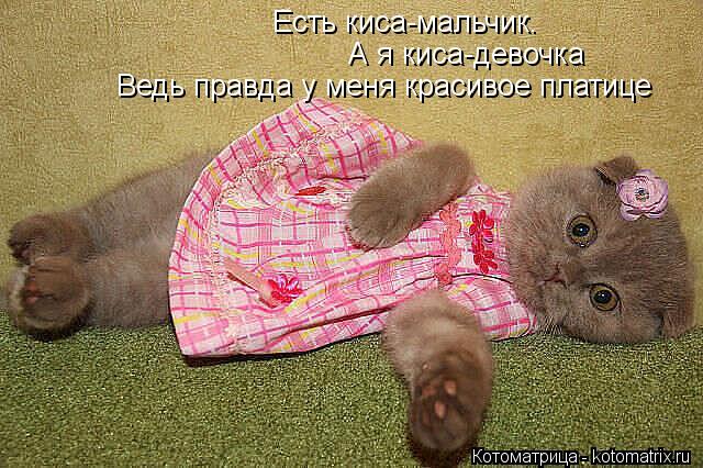 Есть киса-мальчик. А я киса-девочка Ведь правда у меня красивое платице... Котоматрица: Есть киса-мальчик. А я киса-девочка Ведь правда у меня красивое платице