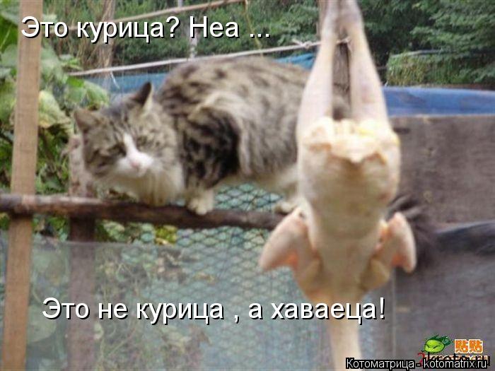 Это не курица , а хаваеца! Это курица? Неа ...... Котоматрица: Это не курица , а хаваеца! Это курица? Неа ...