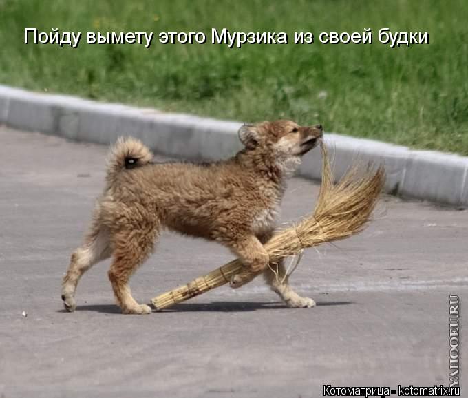 Пойду вымету этого Мурзика из своей будки... Котоматрица: Пойду вымету этого Мурзика из своей будки