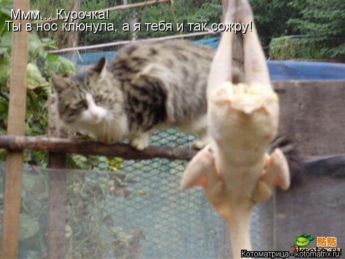 Ммм... Курочка! Ты в нос клюнула, а я тебя и так сожру!... Котоматрица: Ммм... Курочка! Ты в нос клюнула, а я тебя и так сожру!