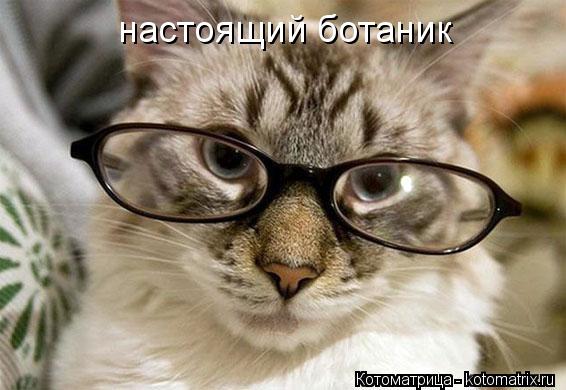 настоящий ботаник... Котоматрица: настоящий ботаник