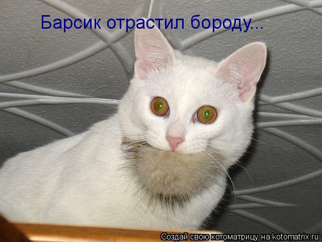 Барсик отрастил бороду...... Котоматрица: Барсик отрастил бороду...