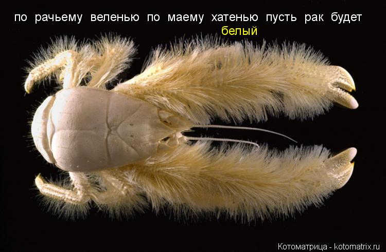по рачьему веленью по маему хатенью пусть рак будет белый... Котоматрица: по рачьему веленью по маему хатенью пусть рак будет белый