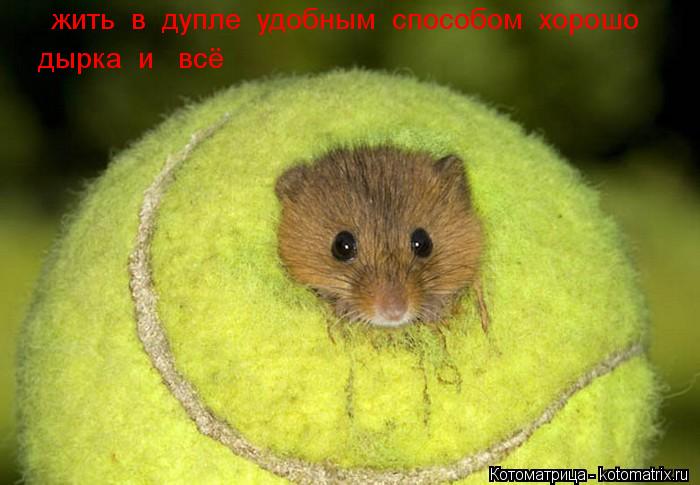 жить в дупле удобным способом хорошо дырка и всё... Котоматрица: жить в дупле удобным способом хорошо дырка и всё