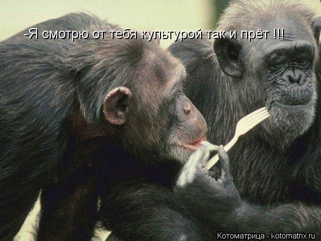 -Я смотрю от тебя культурой так и прёт !!!... Котоматрица: -Я смотрю от тебя культурой так и прёт !!!