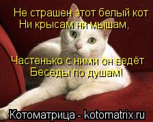 Котоматрица: Не страшен этот белый кот Ни крысам ни мышам, Частенько с ними он ведёт Беседы по душам!