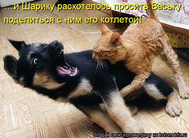 …и Шарику расхотелось просить Ваську поделиться с ним его котлетой!... Котоматрица: …и Шарику расхотелось просить Ваську поделиться с ним его котлетой!