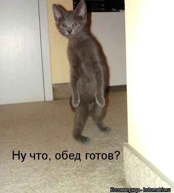 Ну что, обед готов?... Котоматрица: Ну что, обед готов?