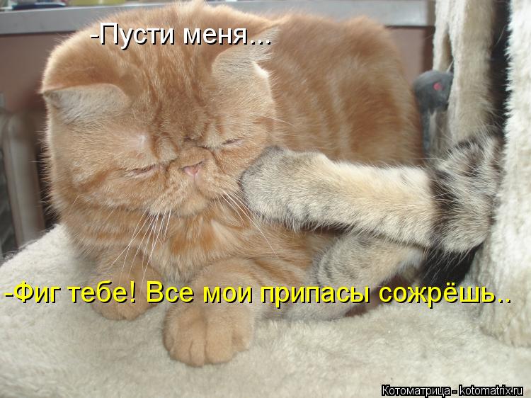 -Пусти меня... -Фиг тебе! Все мои припасы сожрёшь..... Котоматрица: -Пусти меня... -Фиг тебе! Все мои припасы сожрёшь..