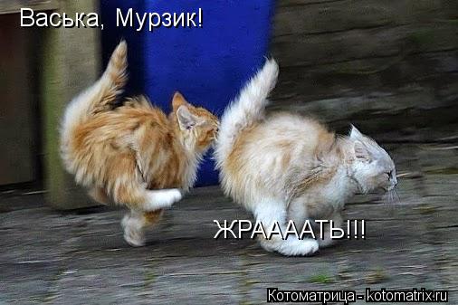 Васька, Мурзик! ЖРААААТЬ!!!... Котоматрица: Васька, Мурзик! ЖРААААТЬ!!!