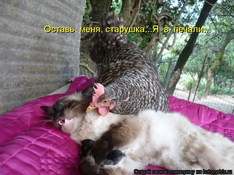 Оставь меня, старушка...Я в печали...... Котоматрица: Оставь меня, старушка...Я в печали...