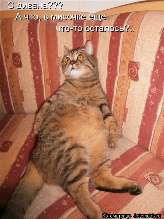Котоматрица: С дивана??? что-то осталось?.. А что, в мисочке еще