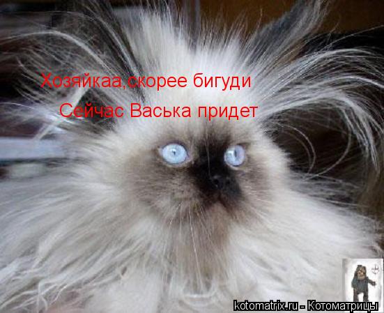 Хозяйкаа,скорее бигуди Сейчас Васька придет... Котоматрица: Хозяйкаа,скорее бигуди Сейчас Васька придет