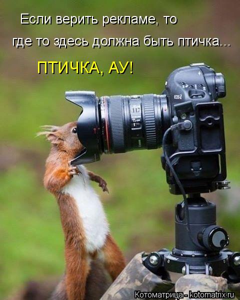 Если верить рекламе, то где то здесь должна быть птичка... ПТИЧКА, АУ!... Котоматрица: Если верить рекламе, то где то здесь должна быть птичка... ПТИЧКА, АУ!