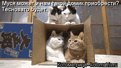 Муся может и нам такой домик приобрести? Тесновато будет.... Котоматрица: Муся может и нам такой домик приобрести? Тесновато будет.