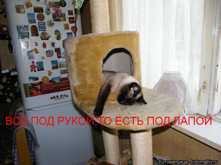 ВСЁ ПОД РУКОЙ,ТО ЕСТЬ ПОД ЛАПОЙ... Котоматрица: ВСЁ ПОД РУКОЙ,ТО ЕСТЬ ПОД ЛАПОЙ