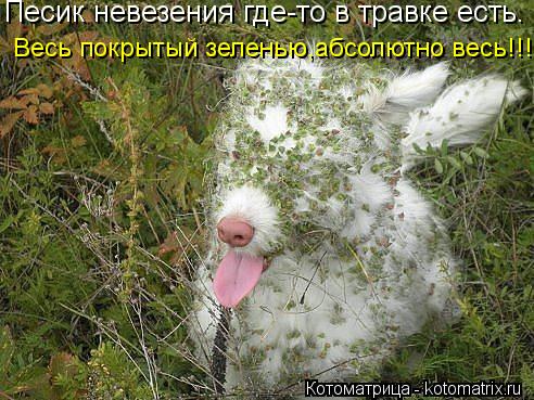 Песик невезения где-то в травке есть. Весь покрытый зеленью,абсолютно весь!!!... Котоматрица: Песик невезения где-то в травке есть. Весь покрытый зеленью,абсолютно весь!!!