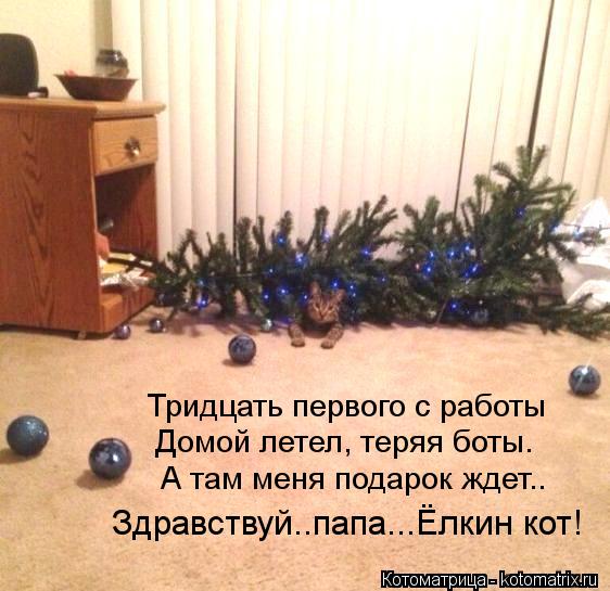 Тридцать первого с работы Домой летел, теряя боты. А там меня подарок ждет.. Здравствуй..папа...Ёлкин... Котоматрица: Тридцать первого с работы Домой летел, теряя боты. А там меня подарок ждет.. Здравствуй..папа...Ёлкин кот!
