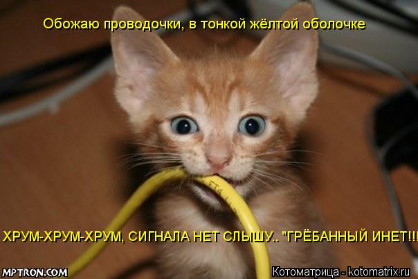 Обожаю проводочки, в тонкой жёлтой оболочке ХРУМ-ХРУМ-ХРУМ, СИГНАЛА НЕТ СЛЫШУ.. "ГРЁБАННЫЙ ИНЕТ!!!"... Котоматрица: Обожаю проводочки, в тонкой жёлтой оболочке ХРУМ-ХРУМ-ХРУМ, СИГНАЛА НЕТ СЛЫШУ.. "ГРЁБАННЫЙ ИНЕТ!!!"