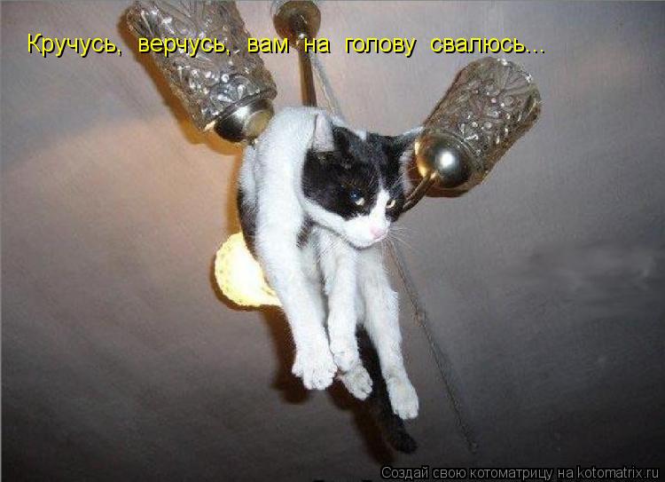 Котоматрица: Кручусь,  верчусь,  вам  на  голову  свалюсь...